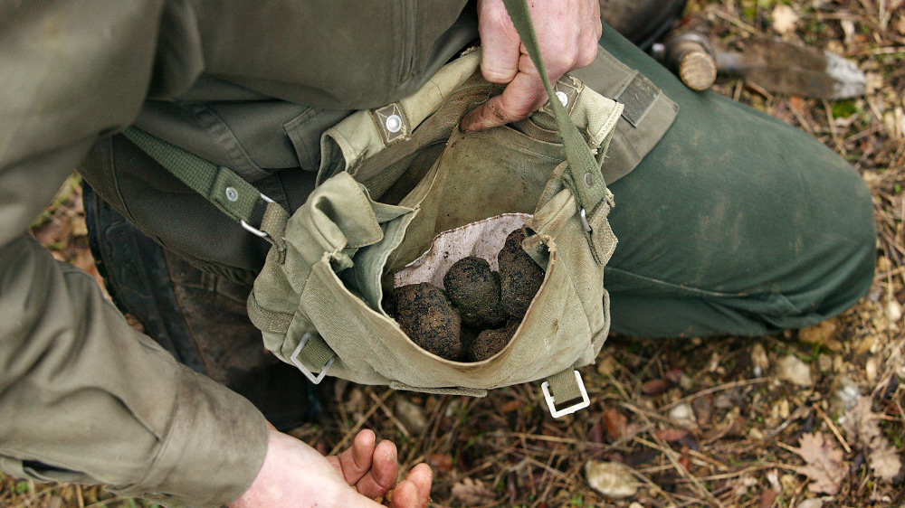 Esperienza Caccia al tartufo